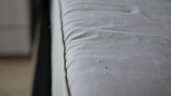10 signes révélateurs d'un nid de punaise de lit chez vous